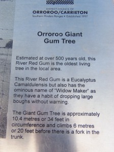 Giant Gum Tree Information