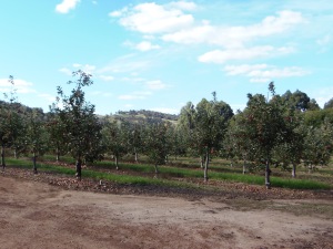 Donnybrook Apple Trees